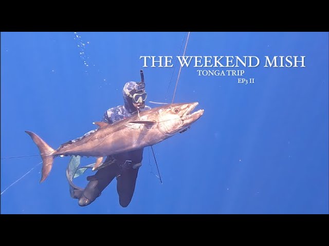 Spearfishing Giant Dog Tooth Tuna - The most powerful fish in the ocean - Volcano dive