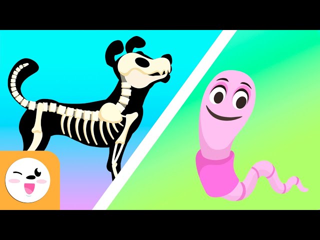 Vertebrate and invertebrate animals - Educational videos for kids