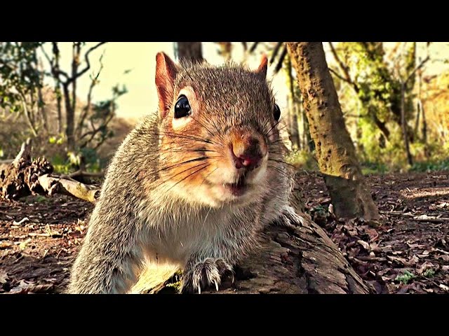 Funny Videos For Cats To Watch - A Lovely Bit of Squirrel