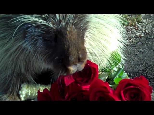 Teddy Bear, the porcupine, loves Valentine's Day treats - With Desktop Subtitles!