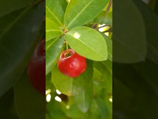 Cherry harvesting in terrace garden #video #Cherry #sweet