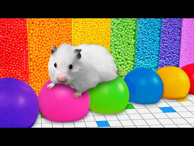 🌈 Colorful Hamster Maze with Balloons 💀 [OBSTACLE COURSE]
