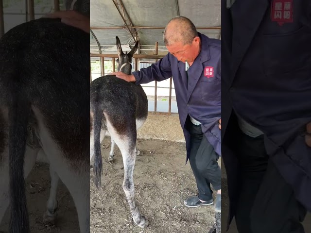 Trimming donkey toenails, cutting them off with a single knife is very stress-free! #shorts