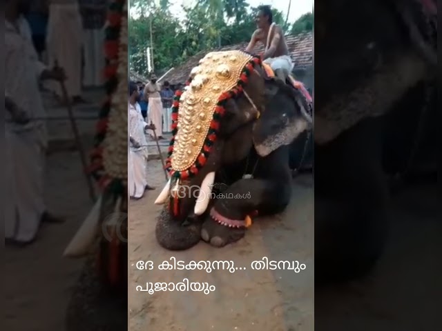 ദേ കിടക്കുന്നു...ആനപ്പുറത്ത് നിന്നും പൂജാരിയും തിടമ്പും | Elephant video malayalam kerala