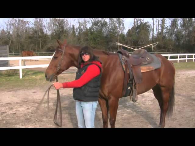 How to Train a Horse With Ground Work