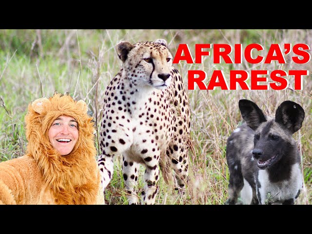 Searching For Africa's Rarest Carnivores!