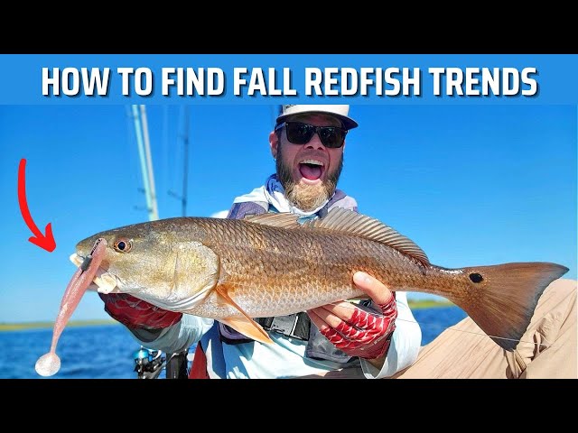 How To Find Current Fall Redfish Trends [Fishing Report]