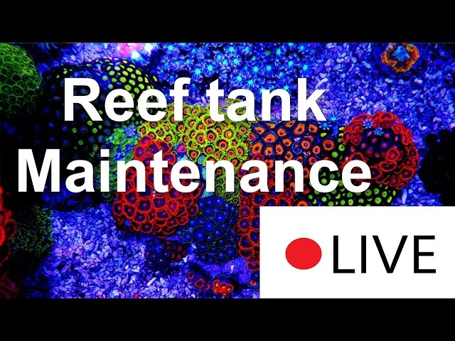 How To Maintenance Your Reef Tank Like A PRO - Part 1