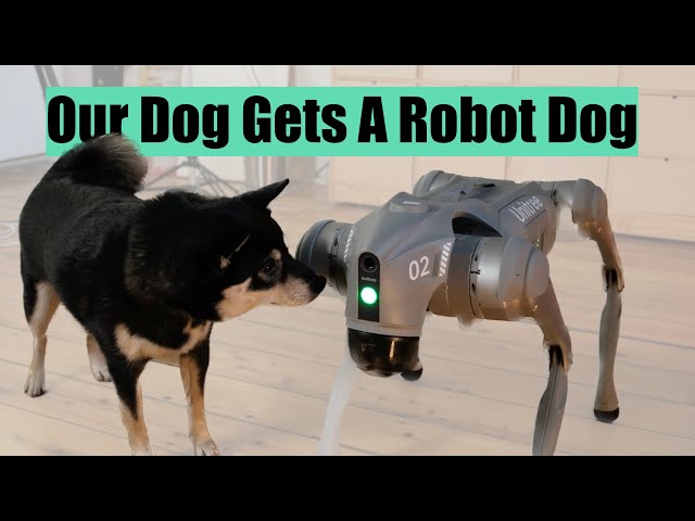 Our Dog Gets A Robot Dog