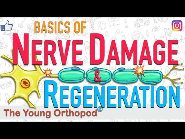 Nerve Regeneration | Wallerian Degeneration | Nerve Damage | ANIMATION | Neuron | The Young Orthopod