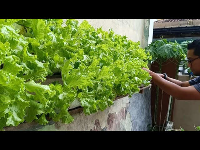 Creative Idea || Growing lettuce vertically using used plastic bottles || Farming at Home