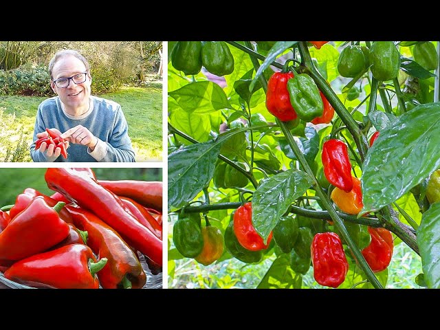 Growing Peppers from Sowing to Harvest