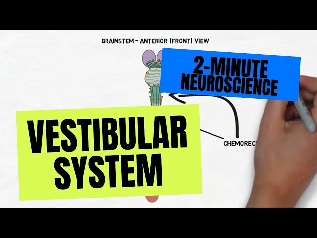 2-Minute Neuroscience: Vestibular System