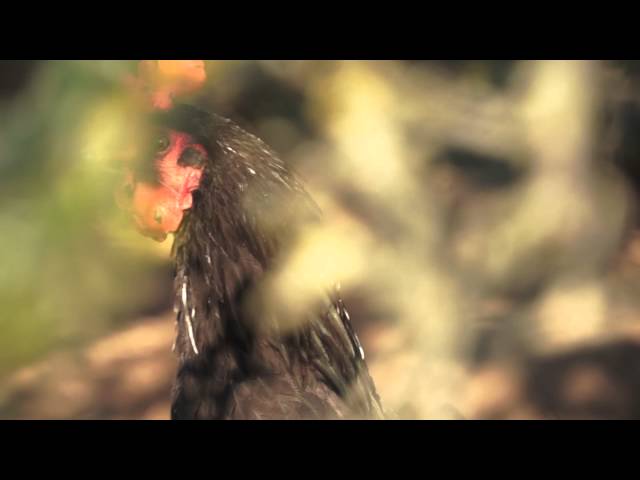 Chickens - Sony NEX-VG20 Testfilm