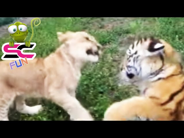 Baby Lion vs Baby Tiger