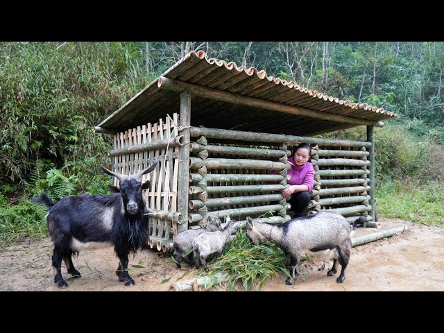 Building Bamboo House For Goat | Goat Barn 2022