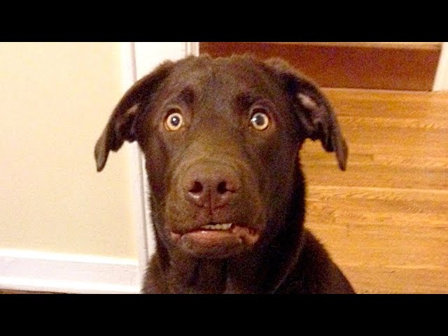 The Funniest Labradors Compilation of 2024