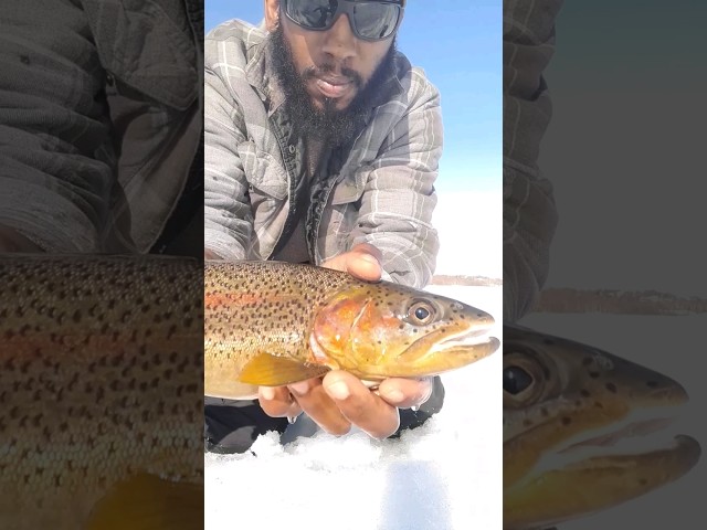 Late season icefishing for trout and char. #fishing #fyp #trout #alaska #viral #fypシ #fishingvideo