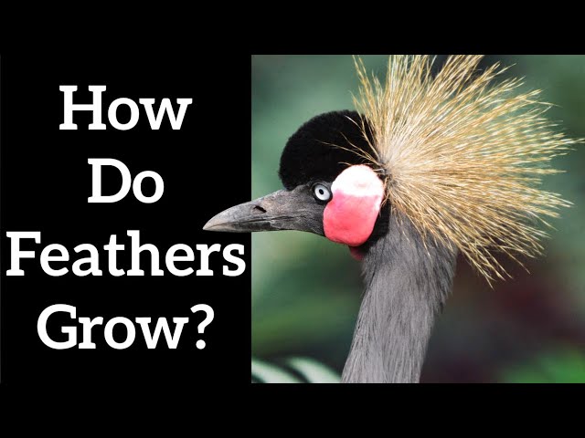 How do Feathers Grow? - Feather Formation