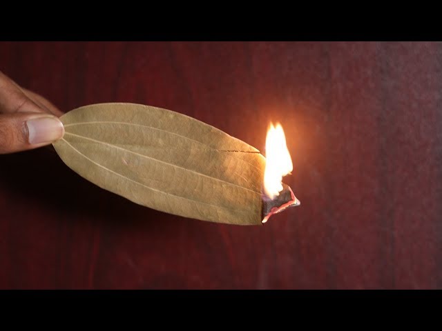 Burn A Bay Leaf In Your Room And Watch What Happens!