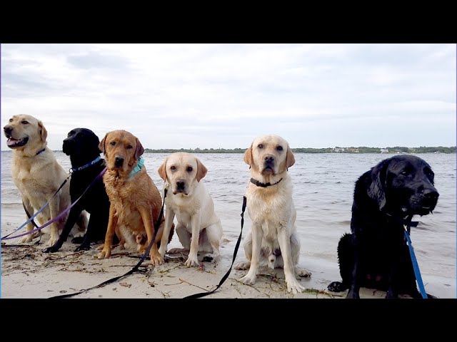 Guide Dogs Making a Splash: Senior Beach Day | Southeastern Guide Dogs