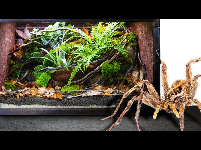 Easy DIY Habitat for Huge Spider Intruder