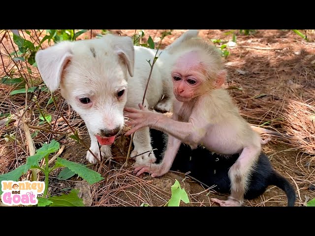 Baby monkey and 2 puppies playfully have fun together