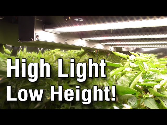 Low Profile Dimmable LED Grow Light: Active Grow LoPro Max Review -Commercial LED Replaces HPS / HID