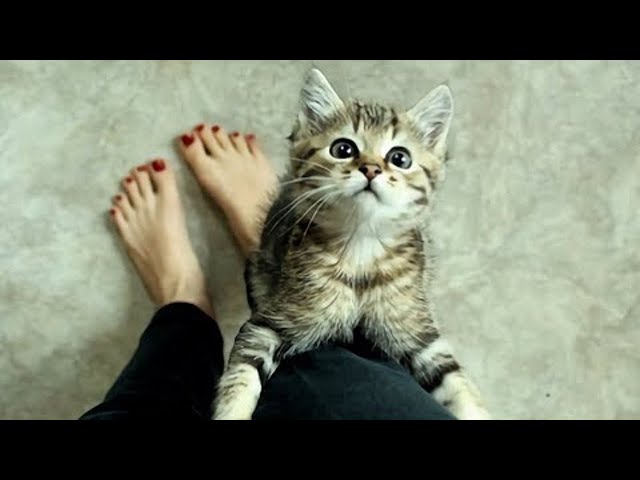 Cute Cats Welcoming Owners Home Compilation
