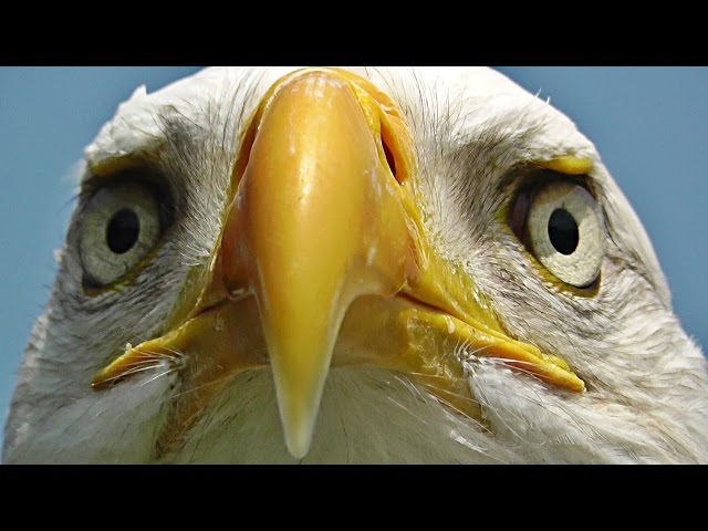 Bald Eagle Bird - Birds of Prey - Awesome Close Up