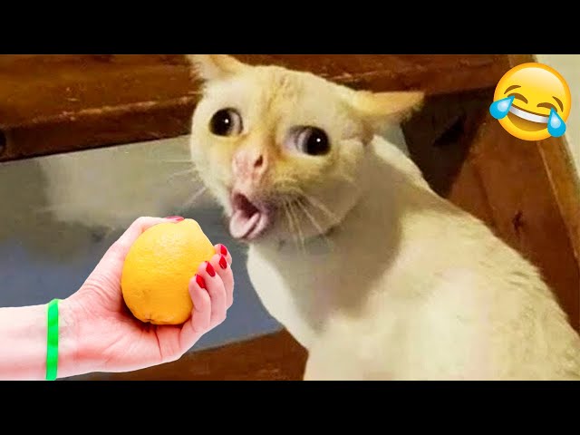 1 Hour Of Funniest Animals 😅 New Funny Cats and Dogs Videos 😸🐶 Part 2