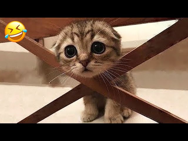 New Funny Animals 😁 Funniest Cats and Dogs Videos 😻🐶 Part 14
