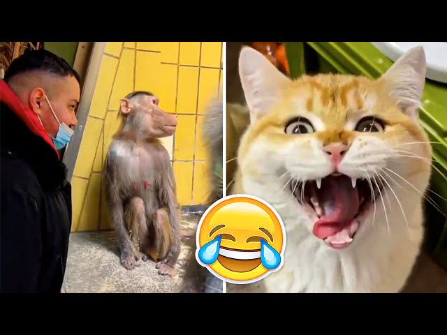 ANIMALS GOING GOBLIN MODE 🤣 FUNNIEST ANIMALS VIDEOS - DAY 4