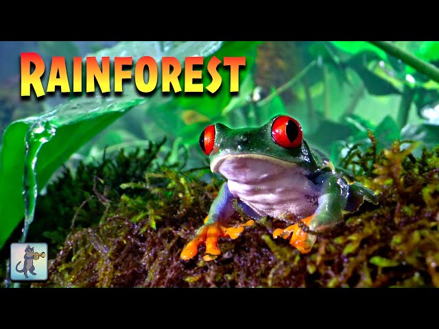 Amazon Rainforest! Rain & Thunder Sounds 🌧️ Amazon Jungle Rain Forest Sound for Sleeping & Studying
