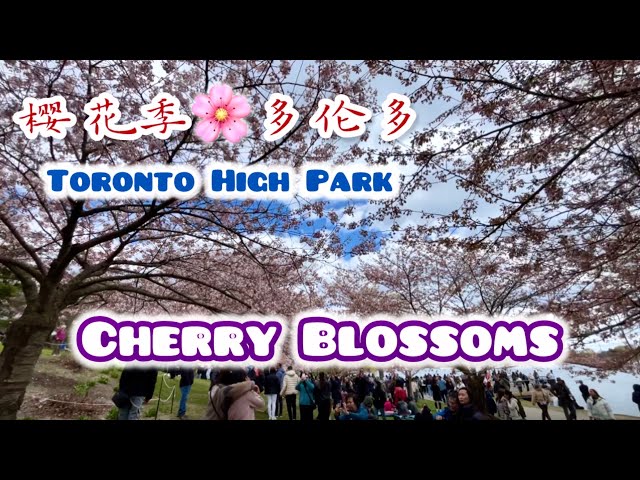 Cherry Blossoms in Toronto High Park