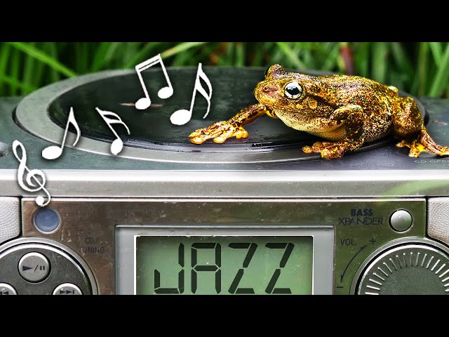 Do Frogs Enjoy Smooth Jazz? (Experiment)