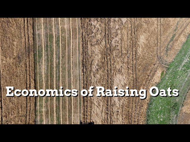 Economics of Raising Oats - Practical Cover Croppers