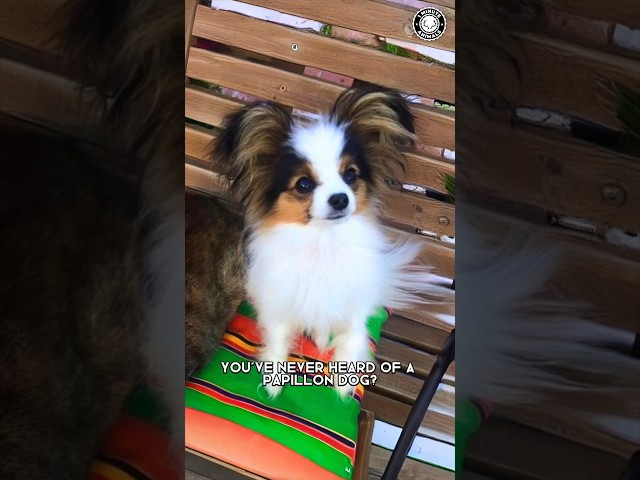 Papillon 🦋 Discover the Butterfly Dog!