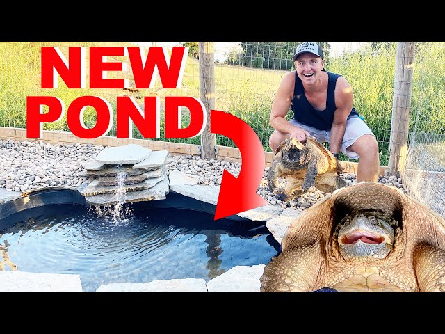 Building FOUR NEW Turtle Ponds For My Pet Snapping Turtles! DIY