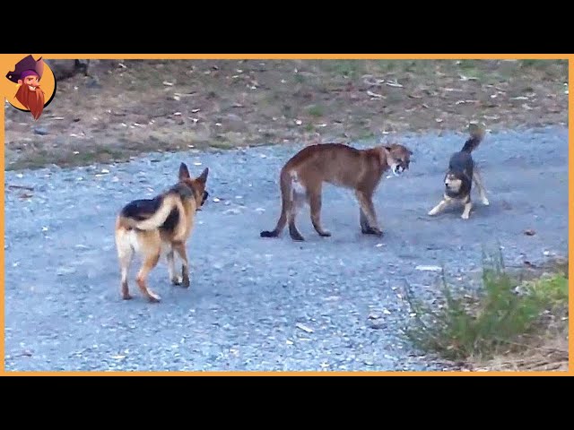 15 Merciless Puma Encounters Caught On Camera