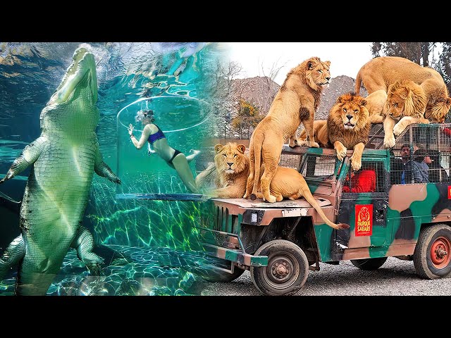 The Most AMAZING ZOOS In The World | The best zoos you have to visit.