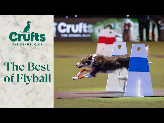 The Best of Flyball at Crufts