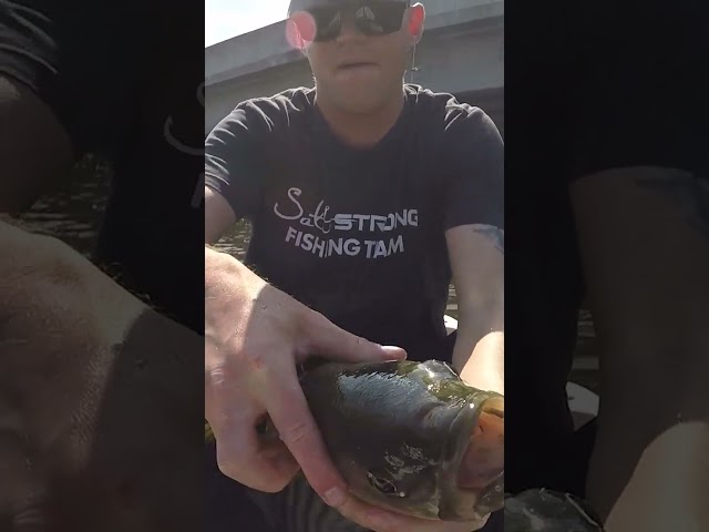 Bridge Fishing For Drag-Screaming Striped Bass In North Carolina