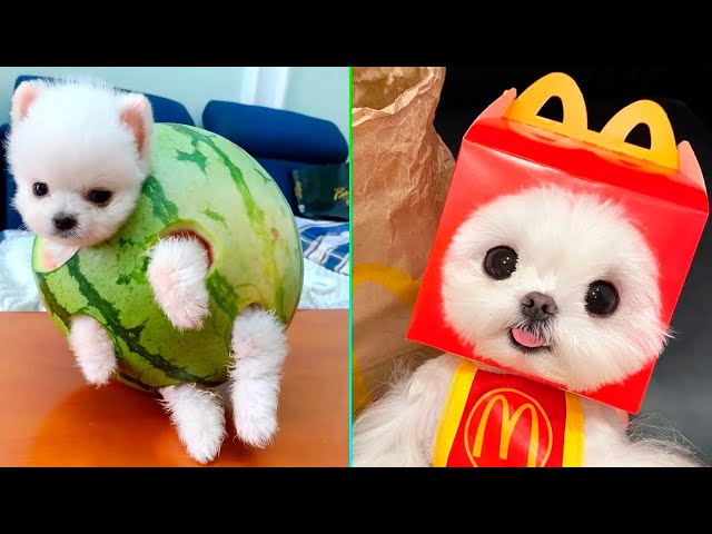 Cute Pomeranian Puppies Doing Funny Things #6 | Cute and Funny Dogs - Mini Pom