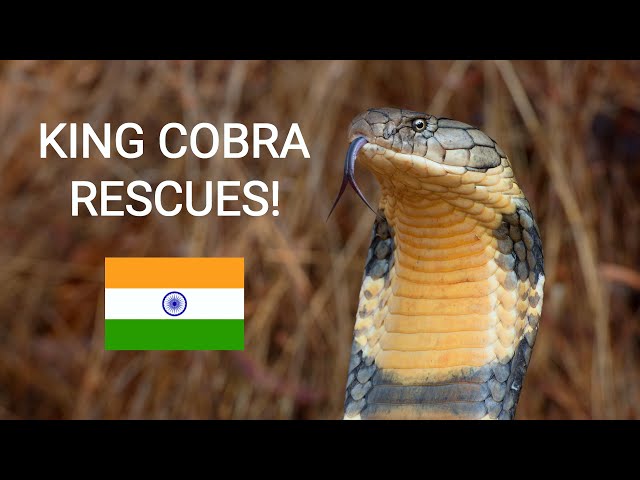 4 deadly venomous King cobras rescued in India, snake rescue under 2 minutes!