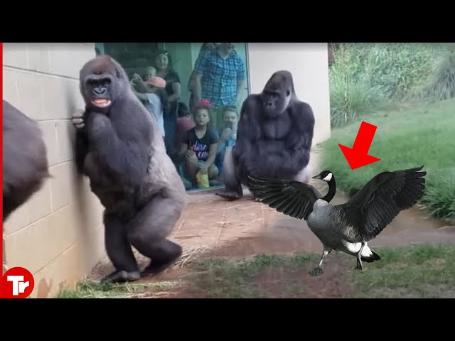 If These Animals Messed With The Wrong Opponent Moments Were Not Filmed, No One Would Believe It!