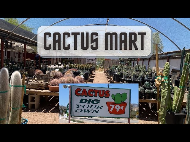 Cactus Mart Plant Shopping | Dig Your Own Cactus