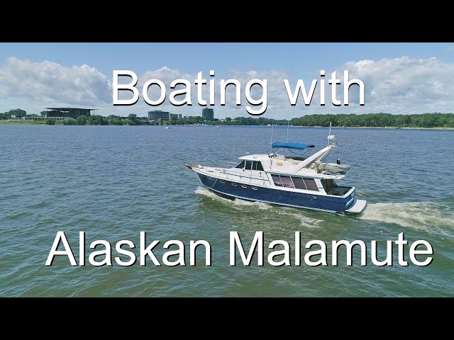 Canada day weekend boating with our baby and Alaskan Malamute puppies in Trois-Rivières