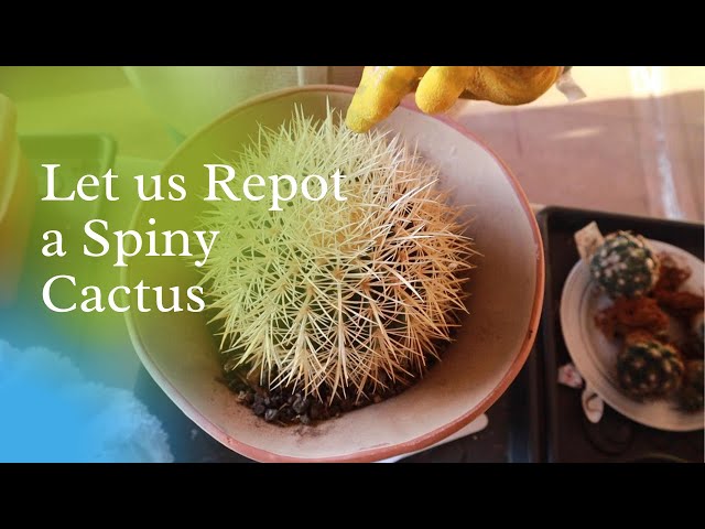 Let us Repot a Spiny Cactus