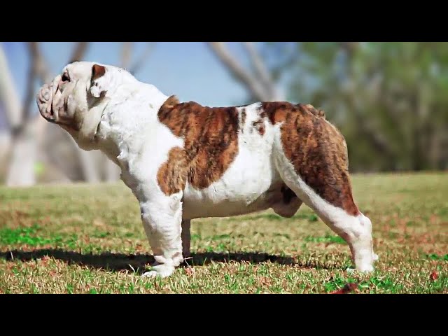 Amazing Incredible Dog Breeds In The World